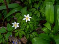 Buschwindröschen zwischen Bärlauch Blätter